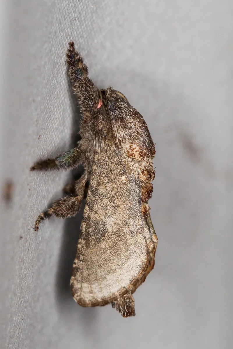 Arbela Carpenterworm Moth - photo 3