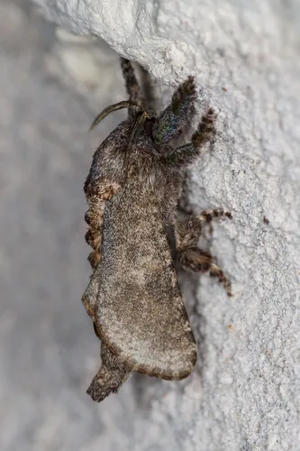Arbela Carpenterworm Moth - photo 5