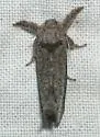 Pine Carpenterworm Moth - Hodges#2670
