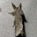 Pine Carpenterworm Moth - Hodges#2670 - photo 2