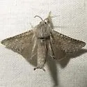 Pine Carpenterworm Moth - Hodges#2670 - photo 3