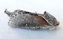 Pine Carpenterworm Moth - Hodges#2670 - photo 4