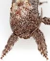 Givira mucidus - Hodges#2660 - photo 5