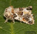 Givira n. sp. - Hodges#2672.1 - photo 3
