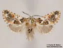 Givira n. sp. - Hodges#2672.1 - photo 4