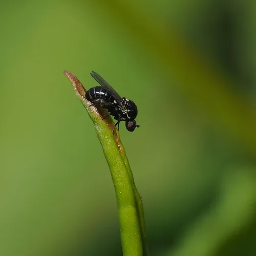 Glabellula arctica