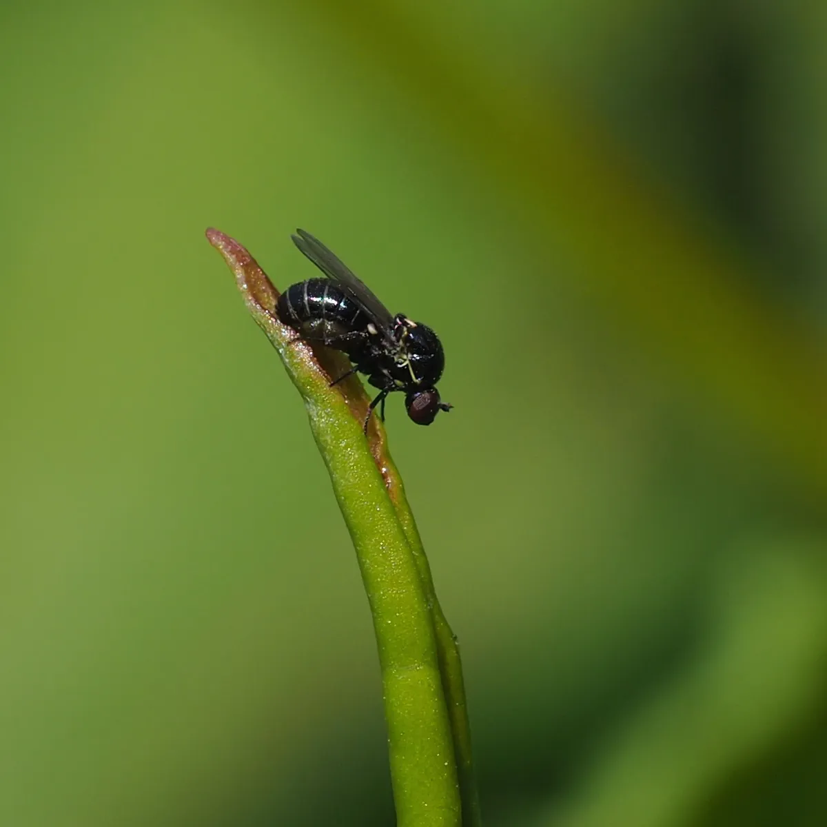 Glabellula arctica - photo 3