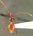 Idaho Ice Cave Beetle