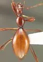 Idaho Ice Cave Beetle - photo 2