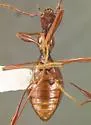 Idaho Ice Cave Beetle - photo 3