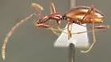 Idaho Ice Cave Beetle - photo 4