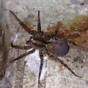 Gladicosa gulosa - photo 2