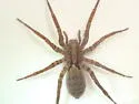 Gladicosa gulosa - photo 4