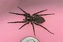 Gladicosa pulchra