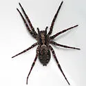 Gladicosa pulchra - photo 2