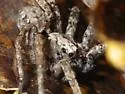 Gladicosa pulchra - photo 3