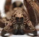 Gladicosa pulchra - photo 4