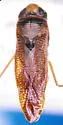 Glaenocorisa propinqua
