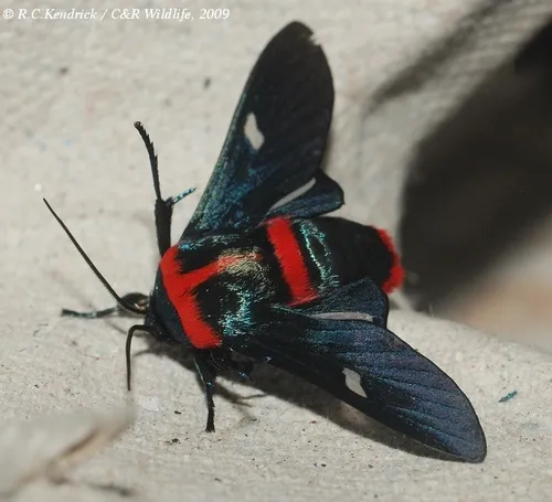 Glanycus insolitus - photo 5