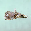 Basal-dash Glaphyria Moth - Hodges#4871