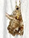 Basal-dash Glaphyria Moth - Hodges#4871 - photo 2