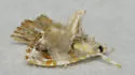 Basal-dash Glaphyria Moth - Hodges#4871 - photo 4