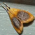 Glaphyria cappsi - Hodges#4874