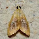 Glaphyria cappsi - Hodges#4874 - photo 3