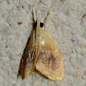 Glaphyria cappsi - Hodges#4874 - photo 4