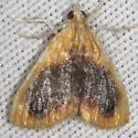Glaphyria decisa - Hodges#4874.1 - photo 2