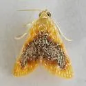 Glaphyria decisa - Hodges#4874.1 - photo 3