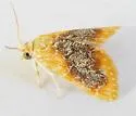 Glaphyria decisa - Hodges#4874.1 - photo 4