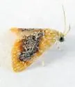 Glaphyria decisa - Hodges#4874.1 - photo 5