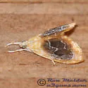 Black-patched Glaphyria Moth - Hodges#4873