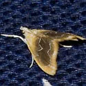 Black-patched Glaphyria Moth - Hodges#4873 - photo 2