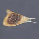Black-patched Glaphyria Moth - Hodges#4873 - photo 3