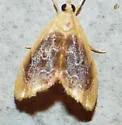 Black-patched Glaphyria Moth - Hodges#4873 - photo 4