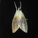 Black-patched Glaphyria Moth - Hodges#4873 - photo 5
