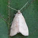 Common Glaphyria Moth - Hodges#4869