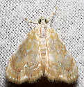 Common Glaphyria Moth - Hodges#4869 - photo 3
