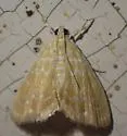 Common Glaphyria Moth - Hodges#4869 - photo 4