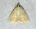Common Glaphyria Moth - Hodges#4869 - photo 5