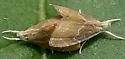 Glaphyria peremptalis - Hodges#4872