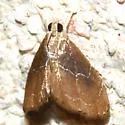 Glaphyria peremptalis - Hodges#4872 - photo 3