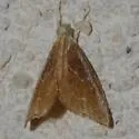 Glaphyria peremptalis - Hodges#4872 - photo 4