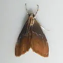 Glaphyria peremptalis - Hodges#4872 - photo 5