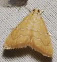 White-roped Glaphyria - Hodges#4870