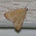 White-roped Glaphyria - Hodges#4870 - photo 2