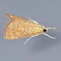 White-roped Glaphyria - Hodges#4870 - photo 3