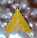 White-roped Glaphyria - Hodges#4870 - photo 4
